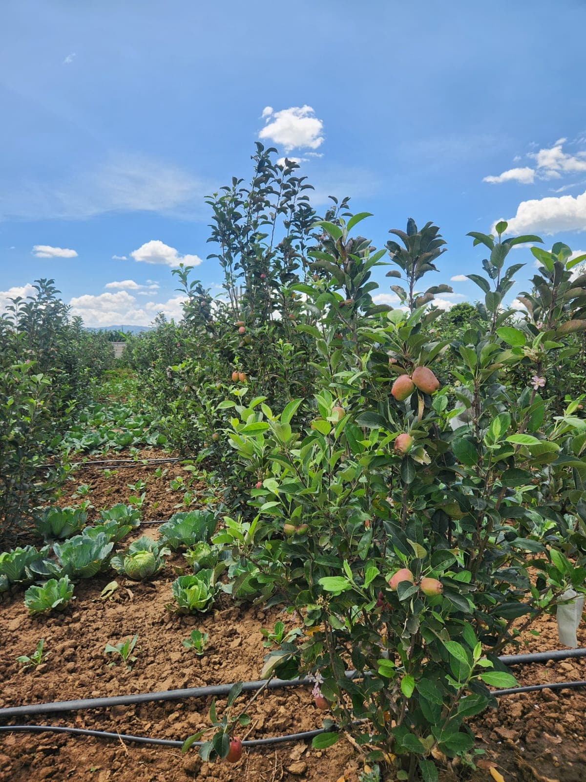 Fresh organic apples from Symon Orchards Farm