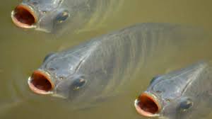 Fish (Aquaculture)