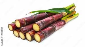 Sugarcane